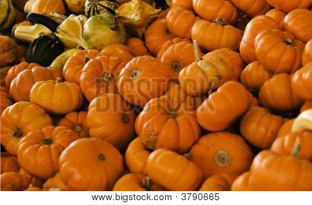 Pequeñas calabazas