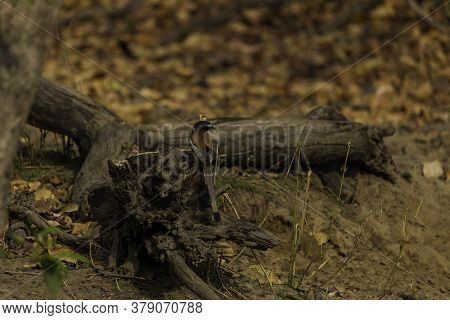 Rufous Treepie, Dendrocitta Vagabunda Native To The Indian Subcontinent Sitting On The Dead Fallen D