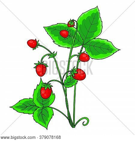 Red Berry Strawberry With Green Leaves, Isolated Object On White Background, Vector Illustration, Ep