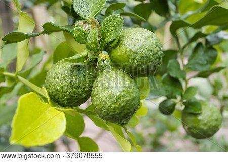 Fresh Bergamots And Leaves On Tree With Water Drops On Them Fruity,   With Herbaceous Bergamia Aroma