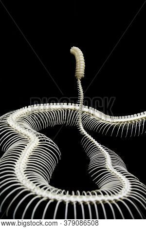Western Rattlesnake Diamondhead (crotalus Atrox), The Fearsome Rattlesnake. Skeleton.