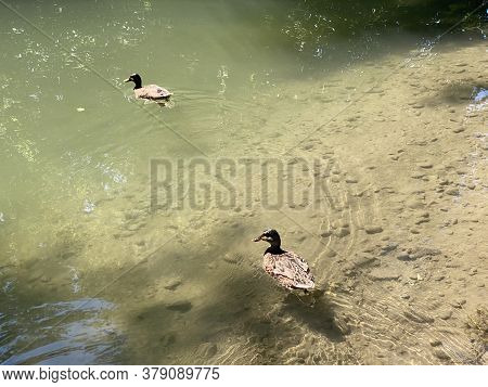 Ducks On Small Lakes Or Ponds Along The Glatt River - Zürich (zuerich Or Zurich), Switzerland (schwe