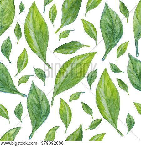 Seamless Watercolor Pattern On A White Background. Jasmine Leaves. Can Be Used For Printing Textiles