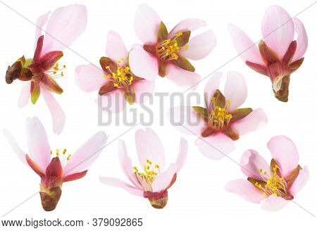 Isolated Almond Flowers. Collection Of Pink Almond Tree Blossoms Of Different Shapes Isolated On Whi