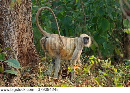 A gray langur monkey (Semnopithecus entellus) in natural habitat, Kanha National Park, India