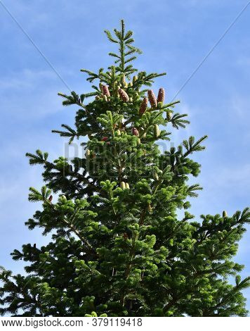 White Fir Tree Needle Conifer Evergreen Nordmann