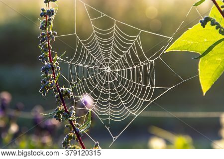 White Gossamer With Drops Of Morning Dew At Sunrise In The Field, Morning Landscape In The Meadow.