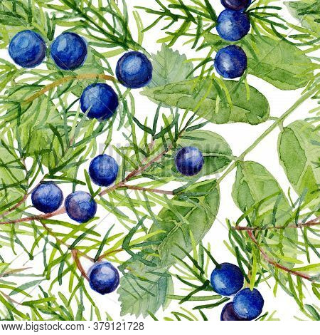 Juniper Seamless Pattern. Hand Drawn Illustration Branch With Berries On White Background. Can Be Us