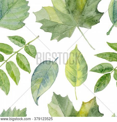 Seamless Pattern  Foliage Natural Branches, Green Leaves, Herbs, Hand Drawn Watercolor. Fresh Rustic