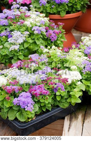Ageratum, Mixed Colors Ageratum, Plants In The Black Tray
