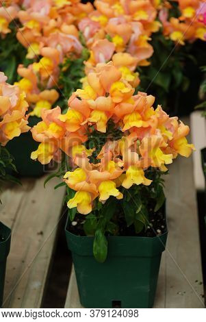 Colorful Snapdragon (antirrhinum Majus) Blooming In The Garden Background With Selective Focus, Cut 