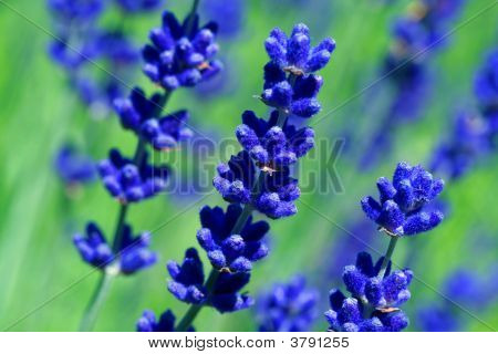 Lavander