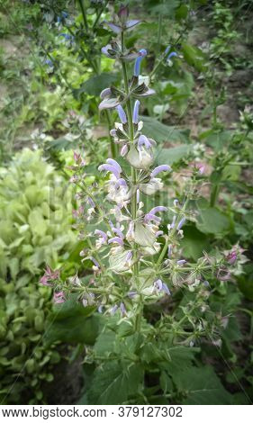 Sage-medicinal Plant In The Garden On A Flower Bed