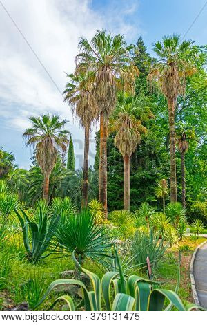 Thickets Of Different Palms Agave And Other Succulent Plants In A Tropical Mediterranean Park