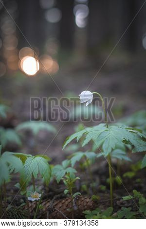 Wild White Forest Flower Anemona On The Sunset