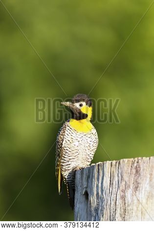 Close Up Of A Campo Flicker (colaptes Campestris) Perched On A Tree Trunk, South Pantanal, Brazil.
