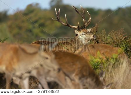 Red Deer Stag Looking At Hinds During Rutting Season In Autumn, Uk.