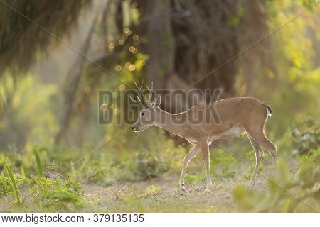 Close Up Of A Pampas Deer Grazing At Sunset In Forest, Pantanal, Brazil.