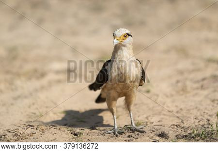 Close Up Of A Yellow-headed Caracara (milvago Chimachima) Standing On A Sandy River Coast, South Pan