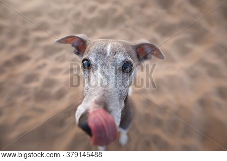 whippet nature