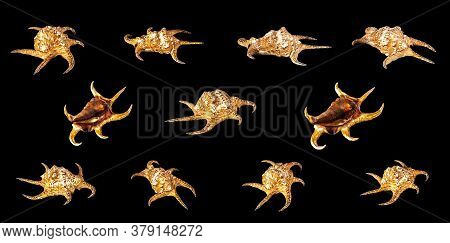 Set Of Sea Shell Isolated On A Black Background. Lambis Is A Genus Of Large Sea Snails Sometimes Kno