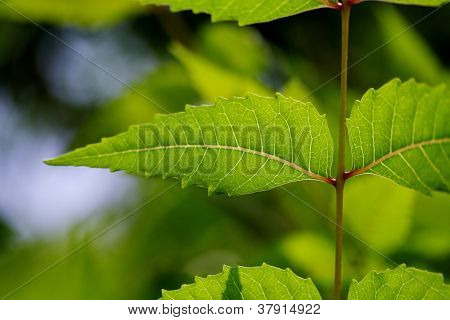 Neem listy azadirachta Indica