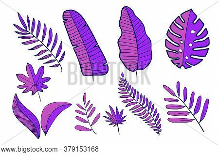 Hand Drawn Tropical Leaves, Jungle Leaves Set, Split Leaf, Purple Leaves, Set Isolated On White Back