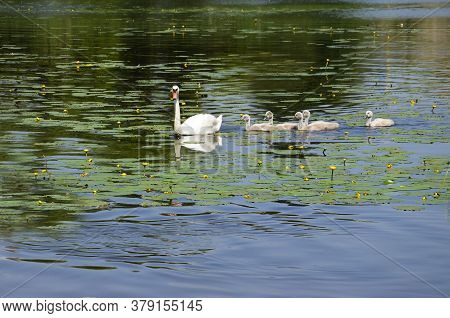 White Swan Swims With Small Swans On The Lake And Water Lilies. Cheese Goslings Swim After A Goose I