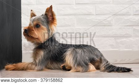 A Beautiful Yorkshire Terrier Lies On The Floor In A Private Grooming Salon For Animals. The Dog Att