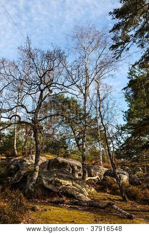 Fontainebleau skoven