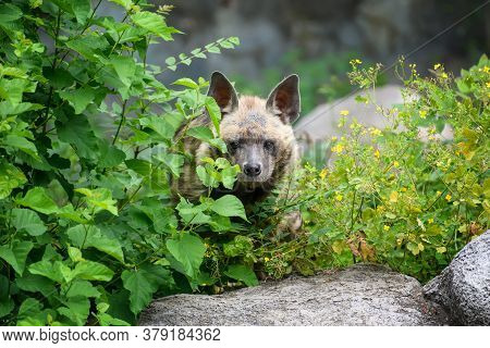 Striped Hyena, Hyaena Hyaena. Animal In The Nature Habitat