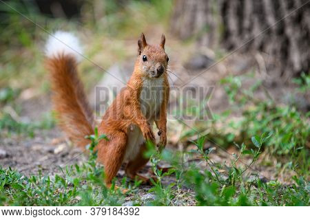 Cute Red Squirrel In Autumn Forerst