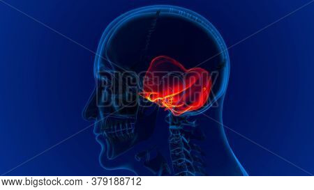 Human Skeleton Skull Temporal Bone Anatomy For Medical Concept