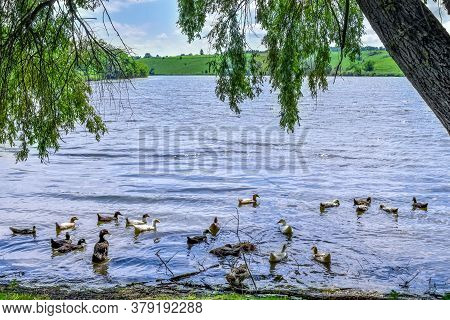 A Flock Of Domestic Ducks Swims In The Pond Under The Willow Branches. Rural Lake With Waterfowl Bir