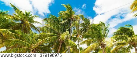 Palm Trees And Blue Sky In Guadeloupe, French West Indies. Lesser Antilles, Caribbean Sea