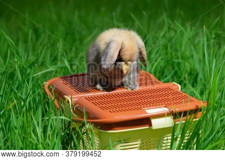 The Funny Rabbit Is Sitting On The Orange Animal Carrier And Covering Its Muzzle With Its Forepaws.