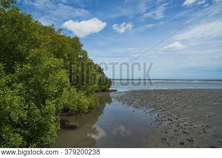 Scene Of Mangrove Tree On The Sea Shore And Blue Sky Background At The Leam Phak Bia  Environmental 
