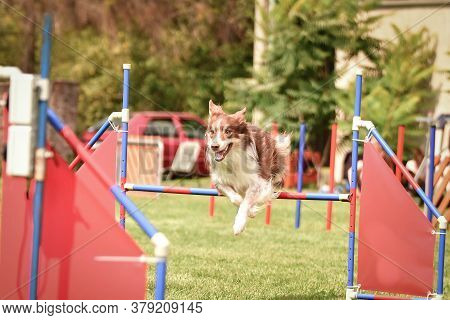 Redmerle Border Collie Is Jumping Over The Hurdles. Amazing Day On Czech Agility Competition.