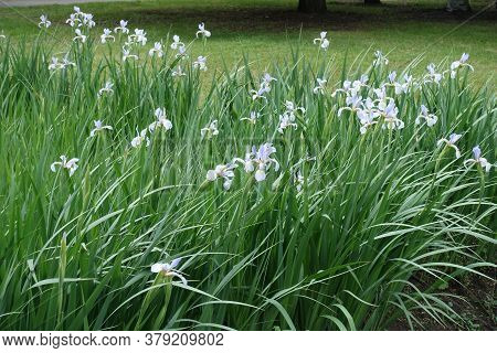 Numerous Light Violet Flowers Of Irises In Late Spring