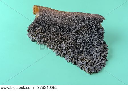 Piece Of Raw Cow Stomach On Turquoise. Single Piece Black Unrefined Tripe With Grass Residues. Beef 