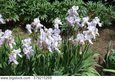 Multiple Pale Violet Flowers Of Irises In May
