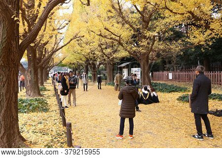 Tokyo, Japan - November 30, 2016: People Celebrate Ginkgo Avenue Autumn Foliage In Tokyo, Japan. Ich