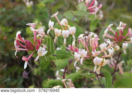 Portugal Plant Species - Lonicera Etrusca (etruscan Honeysuckle) In Algarve Region.