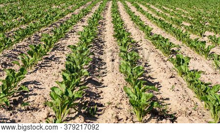 Beds With Green Spinach On Collective Farm Field, Sown In Even Rows. Cultivation Of Agricultural Cro