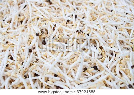 Bean Sprouts