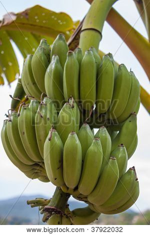 Banana Bunch On Tree