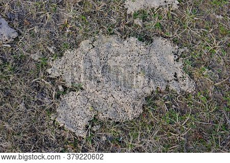 Dried Cow Dung Inhabited By Insects. Excreta From Cattle.