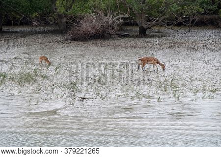 Young chital deer, Axis axis, Mangrove forest, Sundarbans, Ganges delta, West Bengal, India