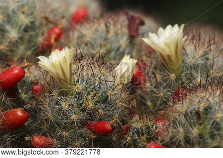 Texas Nipple Cactus Mammillaria Prolifera  Flower And Fruits