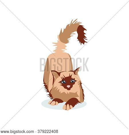 Cute Cat Of Siamese Birman Breed. Adorable Fluffy Domestic Animal Lying On Floor Cartoon Vector Illu